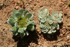 Filago tyrrhenica