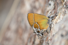 Callophrys xami xami