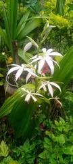 Phaius