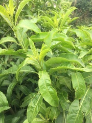 Cestrum laevigatum