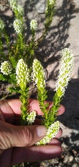 Microdon parviflorus