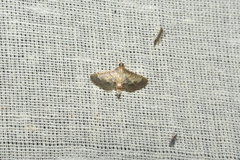 Cnaphalocrocis trebiusalis
