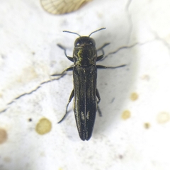 Agrilus