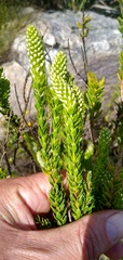 Microdon parviflorus