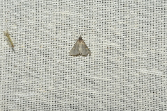 Hydrillodes lentalis