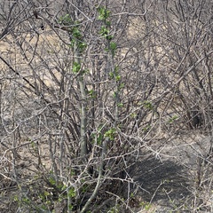 Commiphora glandulosa