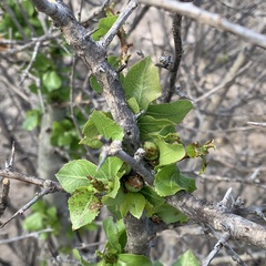 Commiphora glandulosa