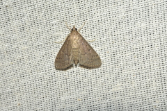 Herpetogramma licarsisalis