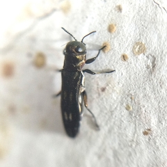 Agrilus