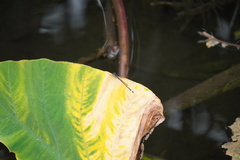 Ischnura senegalensis