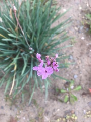 Tulbaghia violacea