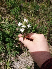 Bellardia trixago