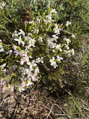 Lachnaea grandiflora