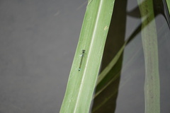 Ischnura senegalensis