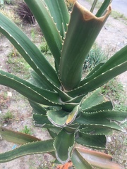 Aloidendron barberae