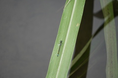 Ischnura senegalensis