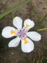 Dietes grandiflora