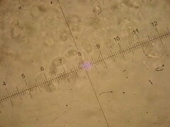 Rhodocybe caelata
