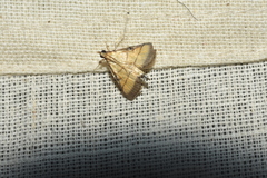 Cnaphalocrocis