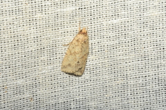 Psilocorsis reflexella