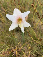 Hippeastrum