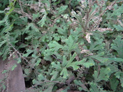 Selaginella pallescens