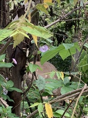 Centrosema pubescens