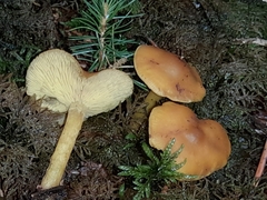 Calocybe chrysenteron