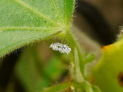 Cryptolaemus