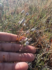 Ixia monadelpha