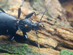 Cychrus caraboides