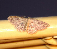 Cyclophora nanaria