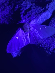 Anisota oslari