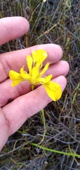 Moraea neglecta
