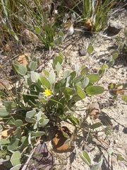 Osteospermum pyrifolium