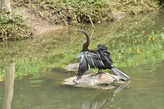 Anhinga melanogaster