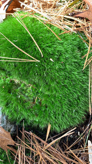 Leucobryum glaucum