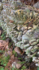 Cerrena unicolor