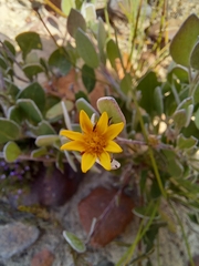Osteospermum pyrifolium