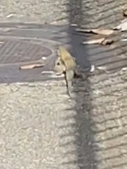 Pholidoscelis exsul