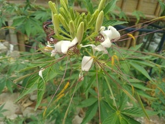 Cleome
