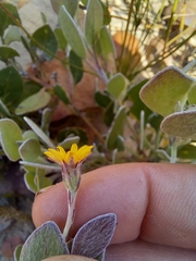 Osteospermum pyrifolium