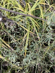 Medicago falcata