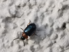 Gastrophysa polygoni