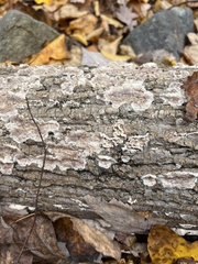 Peniophora albobadia