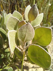Osteospermum pyrifolium