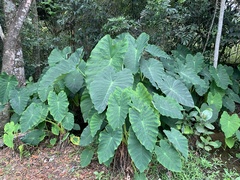 Colocasia