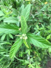 Malvastrum coromandelianum