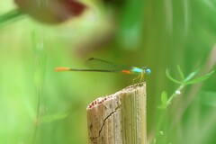Ceriagrion cerinorubellum