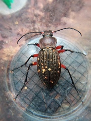 Carabus cancellatus